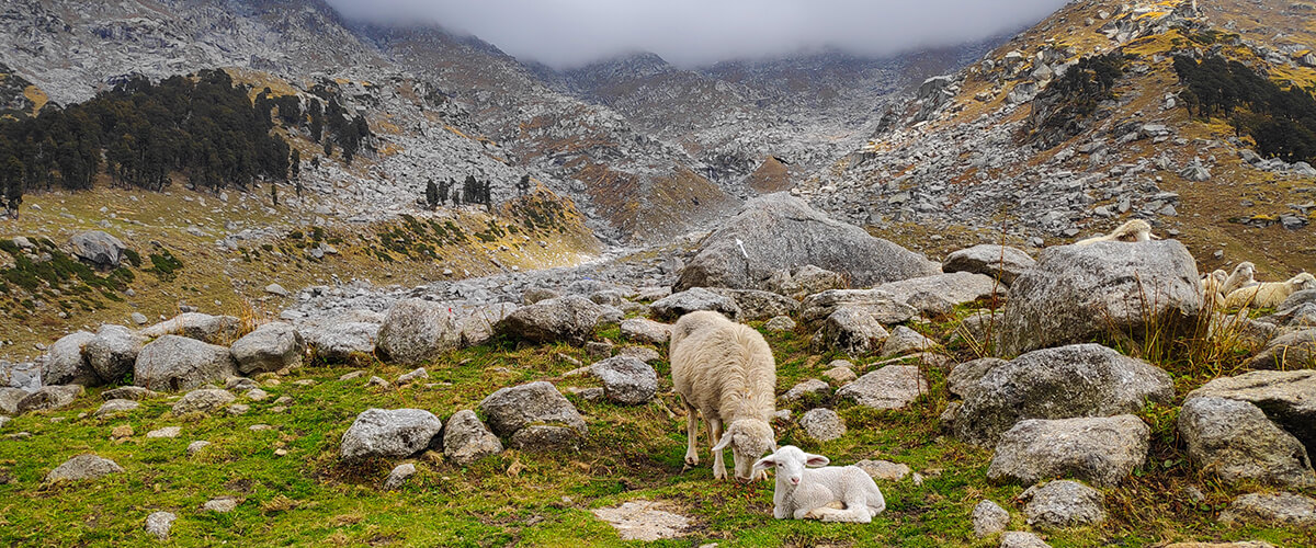 Sheep Image - Indrahar Pass Trek