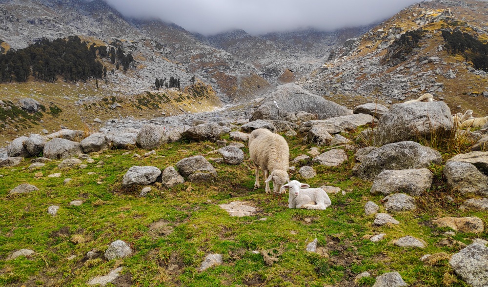 Sheep in Indrahar Pass Trek
