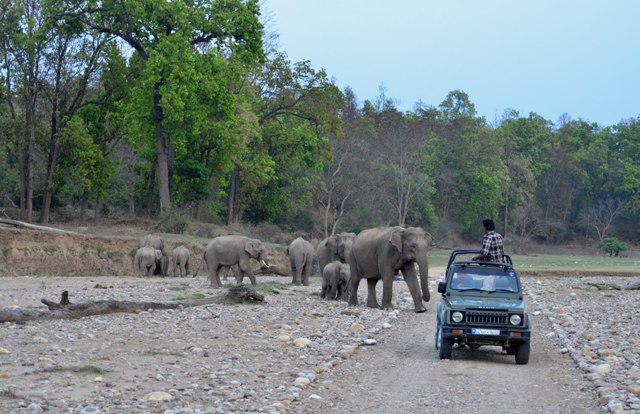 Elephants In Rajaji Wildlife Safari Image