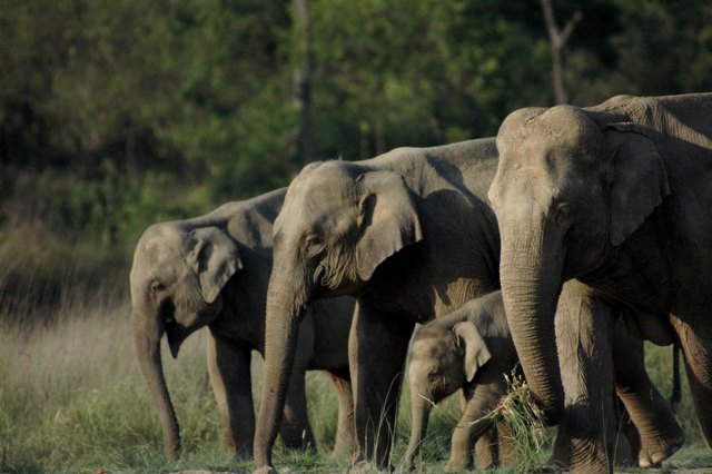 Herd of Elephants - Rajaji Wildlife Safari