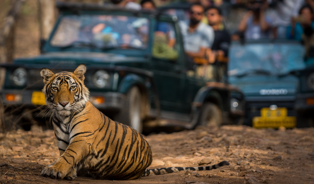 Tiger Safari In Jim Corbett - AdventuRush
