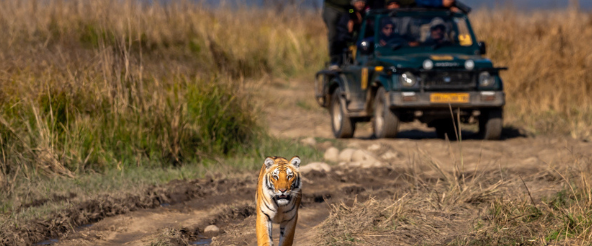 Jim Corbett Tiger Safari - AdventuRush