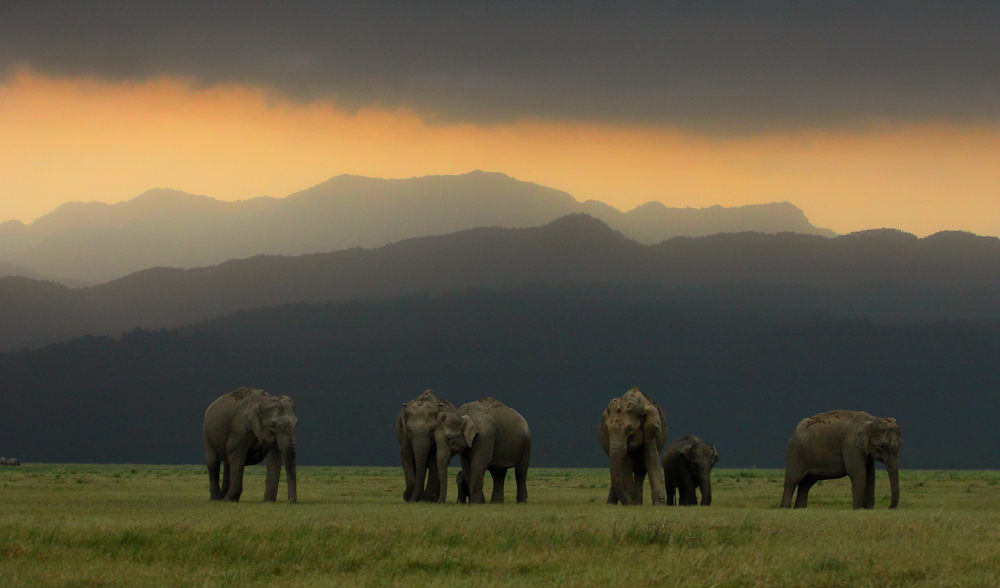 Elephants Family In Jim Corbett National Park Image