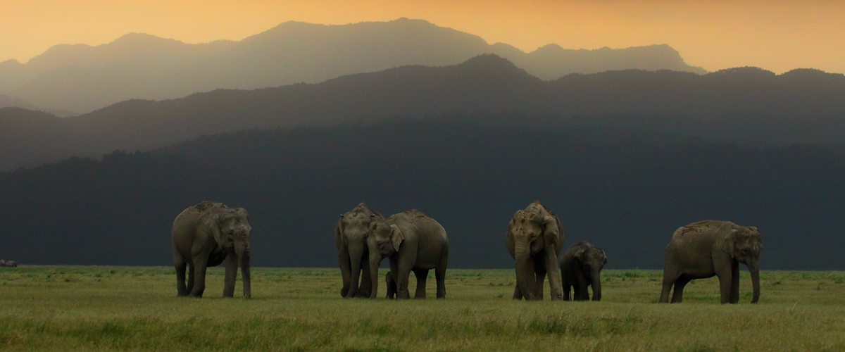 Elephants In Jim Corbett Park Image