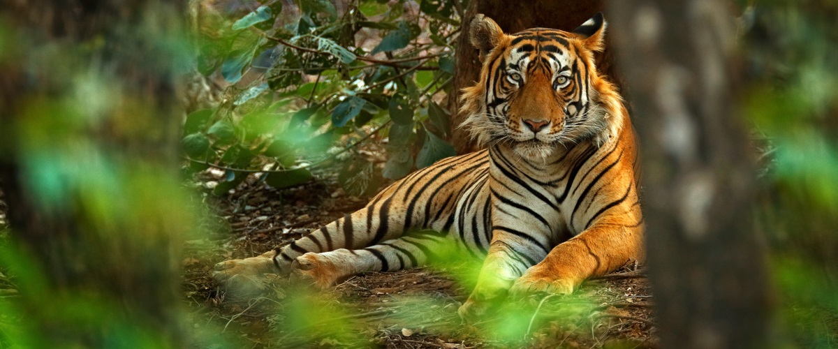 Tiger Reservation Area at Sariska Wildlife Safari