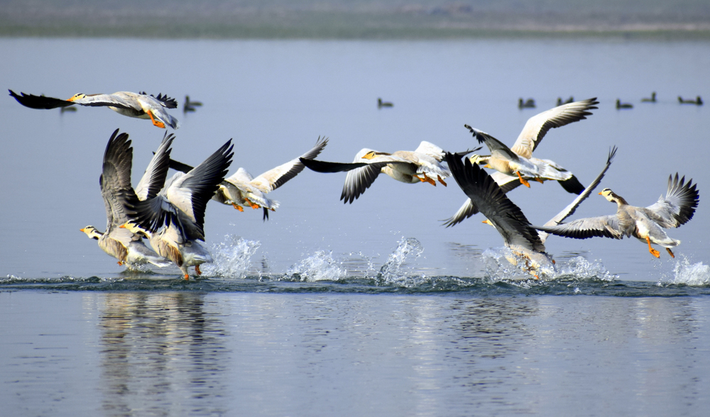 Pelicans Flying By In Jim Corbett Image