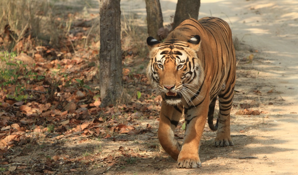 Tiger Safari - Rajaji Wildlife Safari