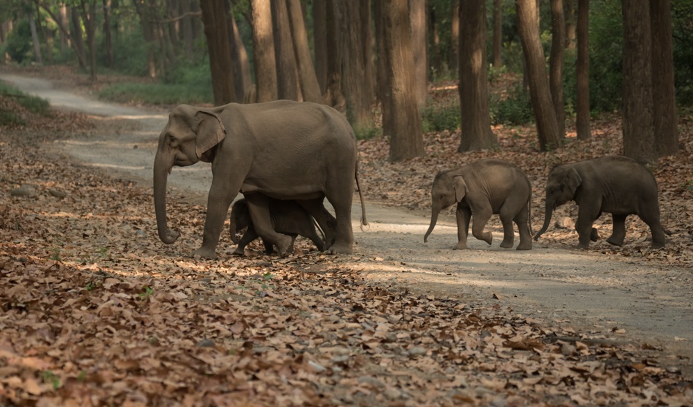 Elephants Family In Jim Corbett Image