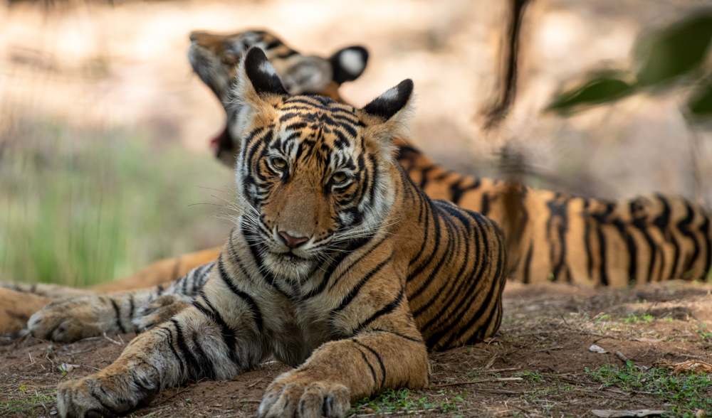 Wild Tiger Cub - Rajaji National Park
