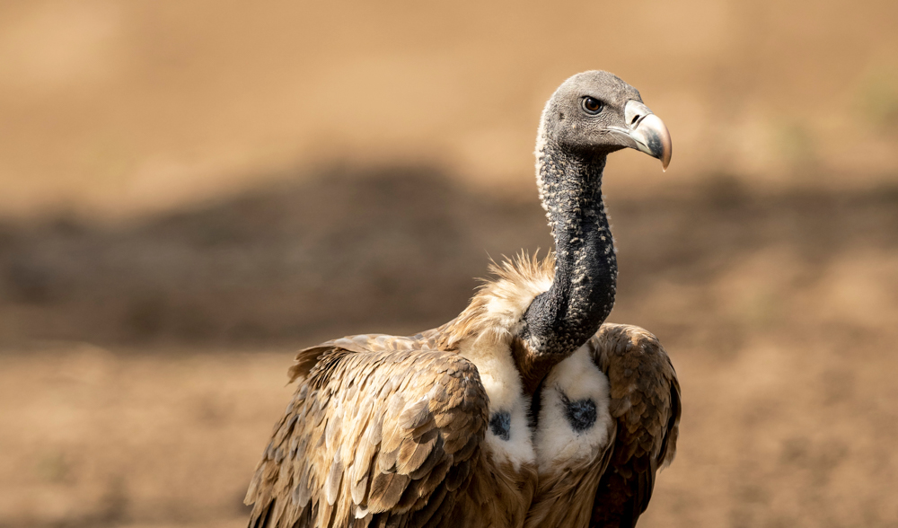 Indian vulture at Rajai National Park
