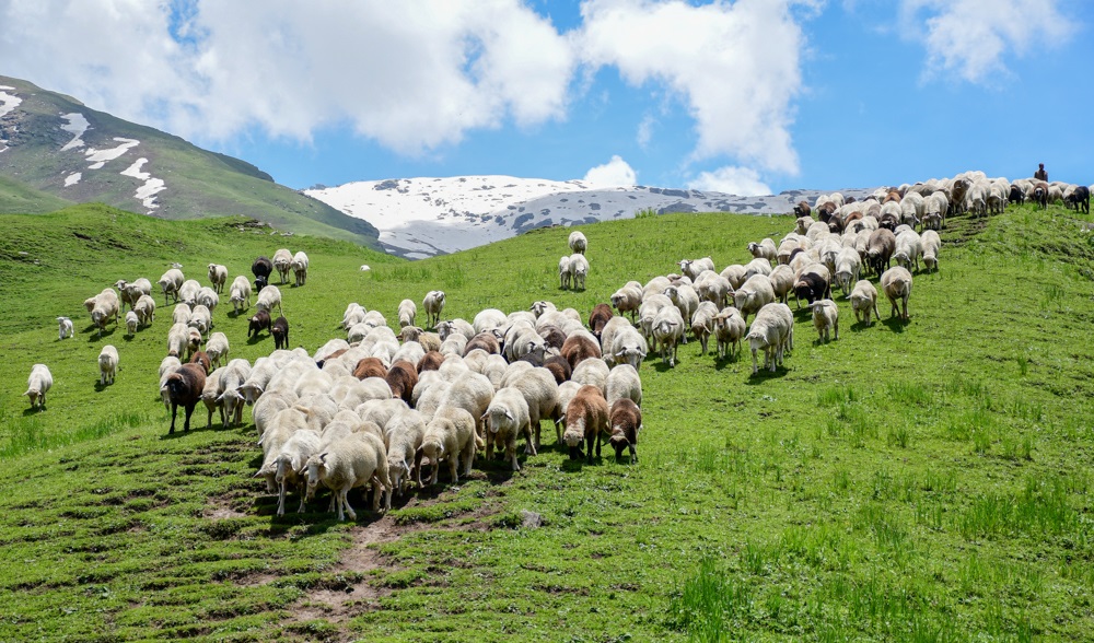 Flock Of Sheeps On The Mountains Image