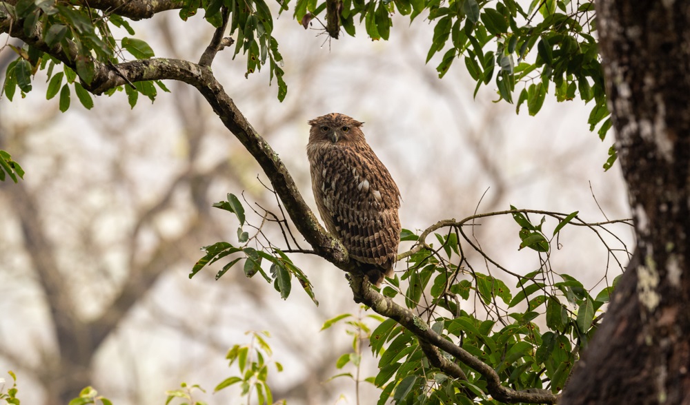 Owl Image - Rajaji Wildlife Safari