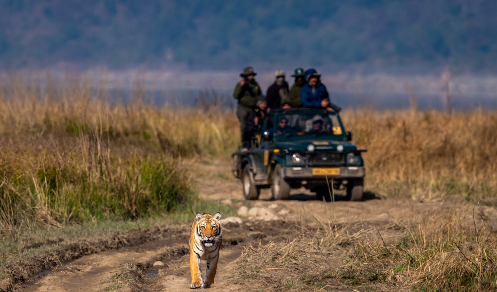 Jim Corbett Tiger Safari Tour