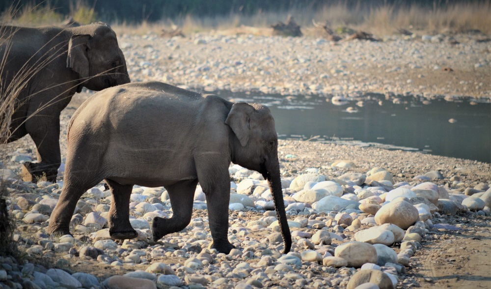 Elephants Calf - Rajaji Wildlife Safari