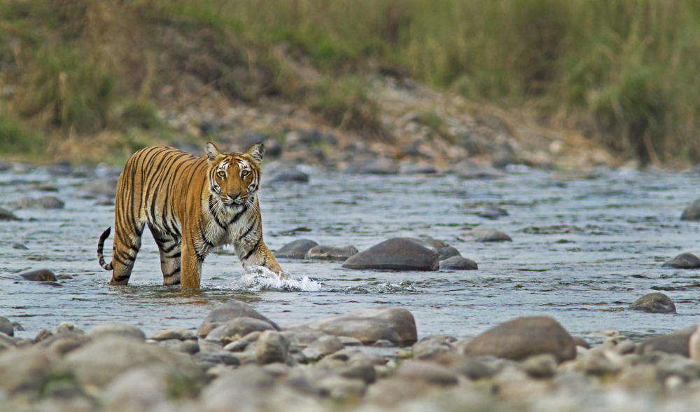 Tiger Safari In Jim Corbett