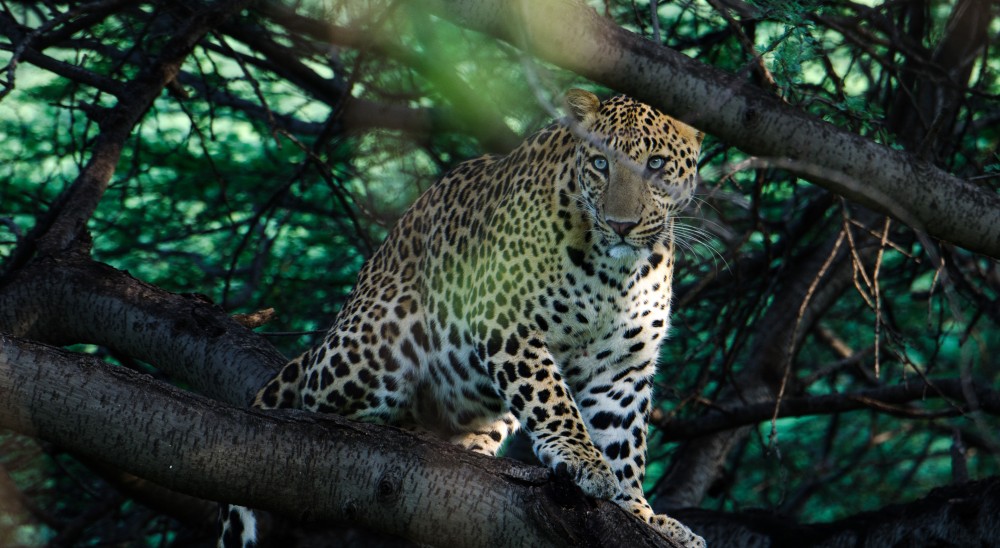 jhalana leopard safari ticket price