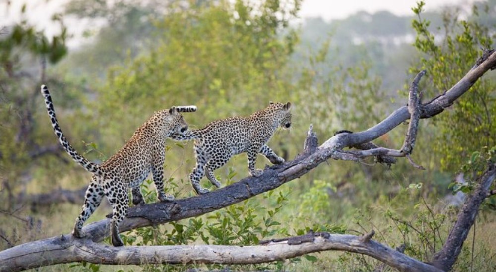 amagarh leopard safari review