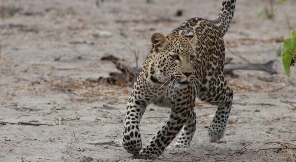 amagarh leopard safari kha h