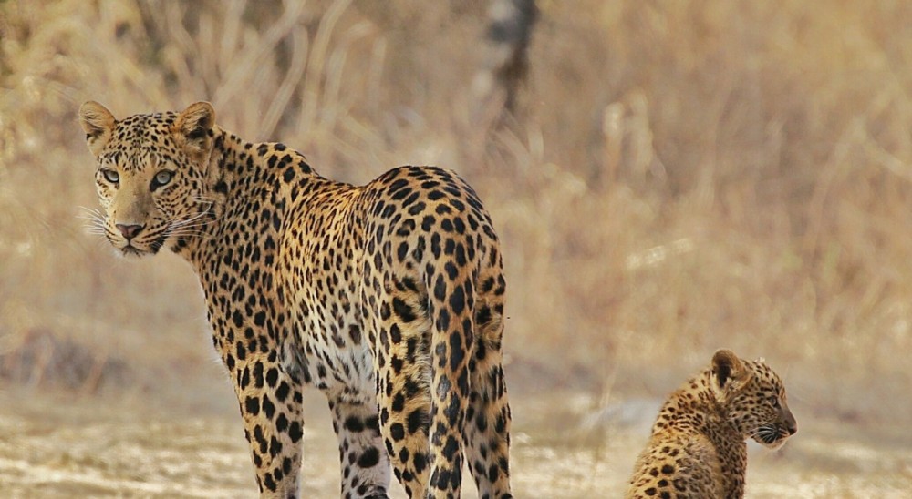 jhalana leopard safari ticket price