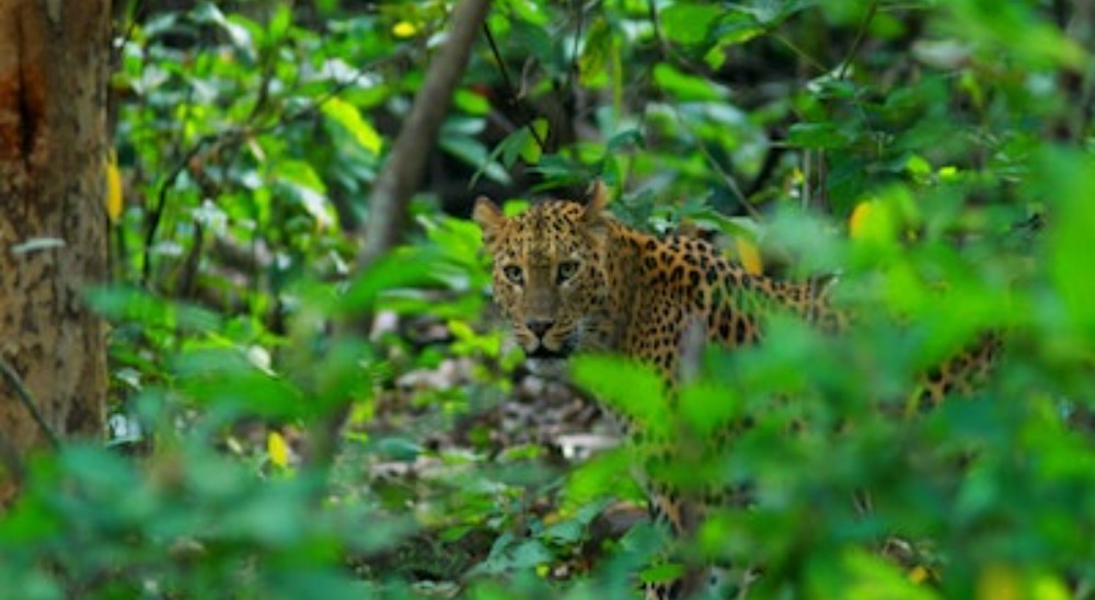 amagarh leopard safari kha h