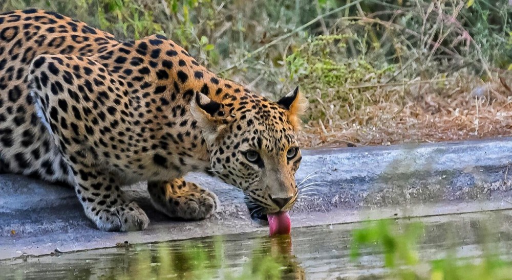 amagarh leopard safari kha h