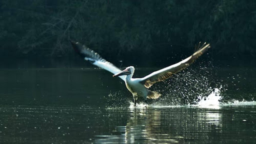 Bharatpur Bird Sanctuary
