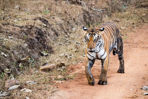 Ranthambore National Park