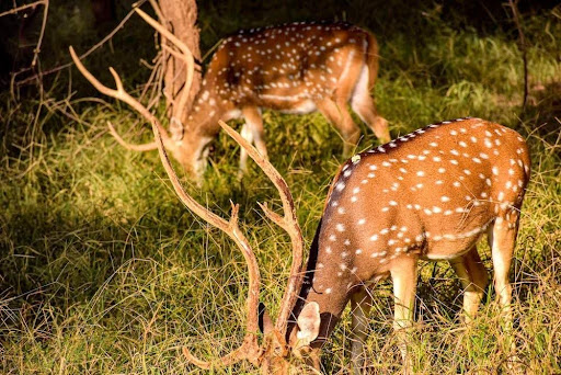 Bandhavgarh National Park
