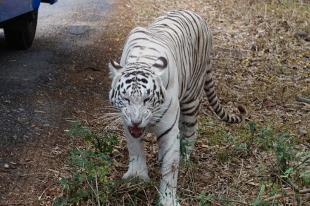 Bannerghatta National Park