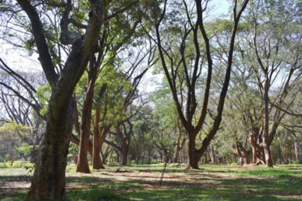 Cubbon Park