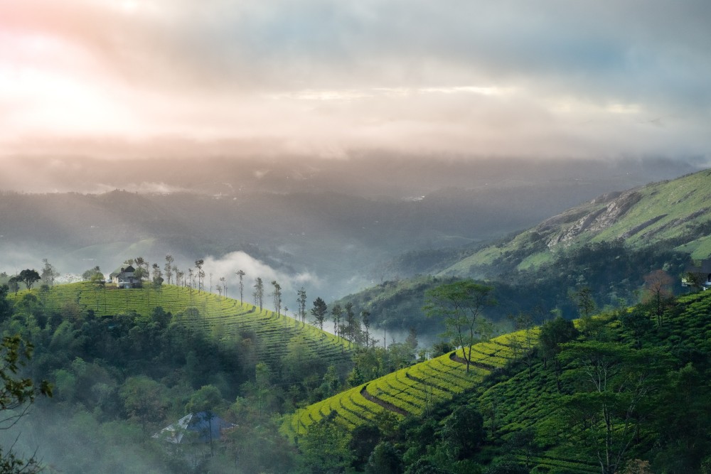 Munnar: The Green Paradise