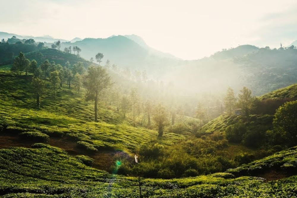Wayanad: The Green Jewel of Kerala 