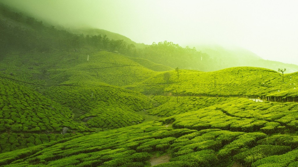 Munnar - Kerala